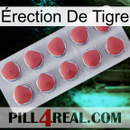 Érection De Tigre 18